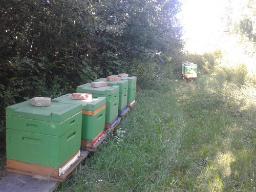Bienenstöcke in Tallesbrunn